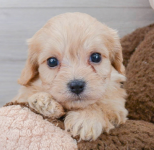 light cream cavachon puppy sitting on a brown teddy bear